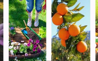 Catch the Botanical Bazaar Gold Coast Gardening Expo