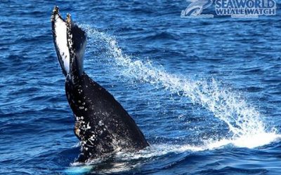 Check Whale Watching Off Your Bucketlist this Year!